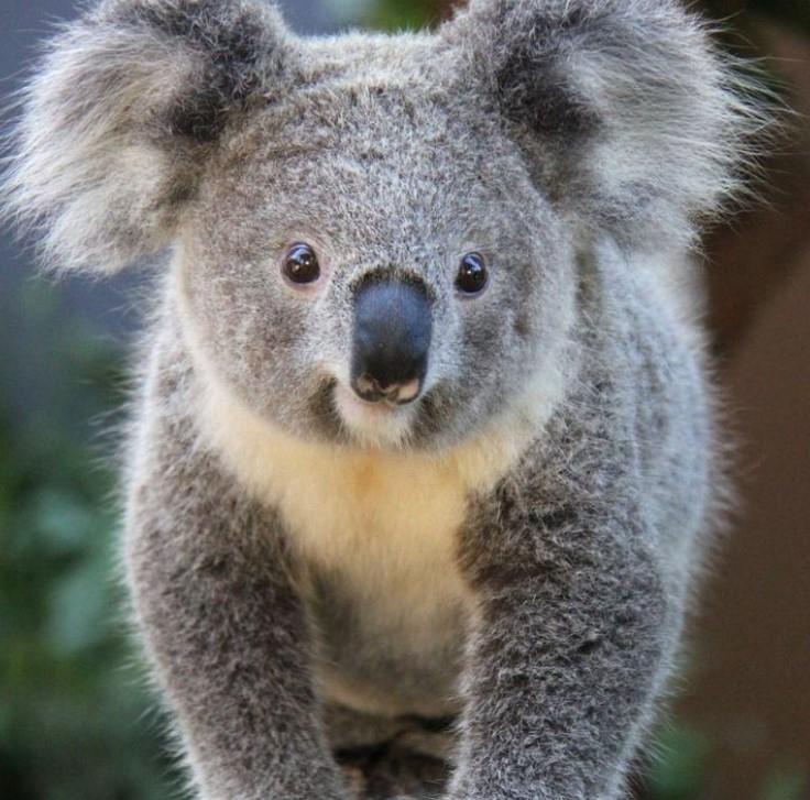 Gấu túi Koala không uống nước