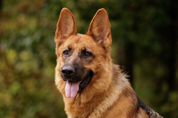 Chó German Shepherd