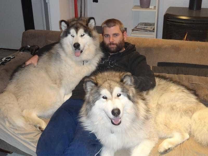 Giant Alaskan Malamute (Chó Alaska khổng lồ)