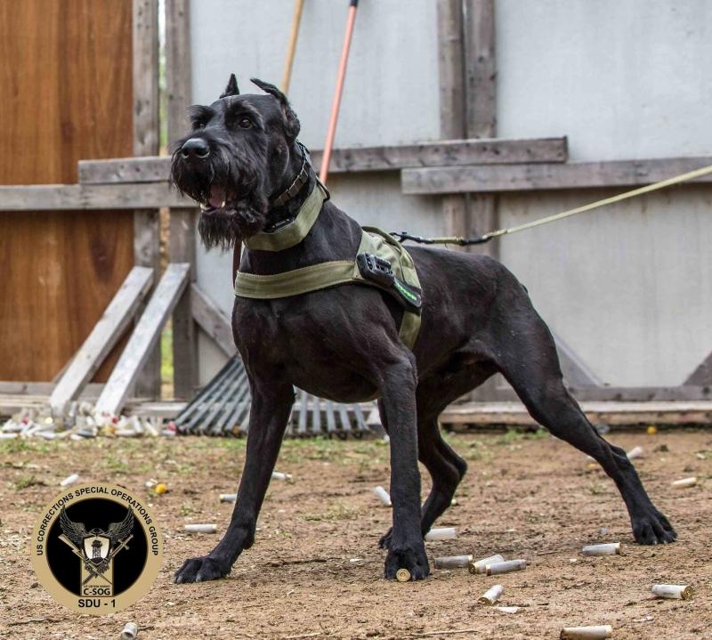 Giant Schnauzer có những túm lông ngộ nghĩnh ở mắt và quanh mõm