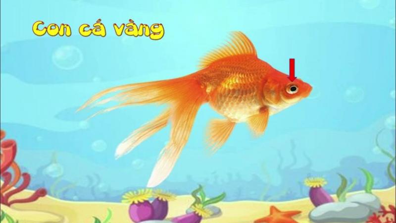giáo án thơ Con cá vàng - mẫu 1