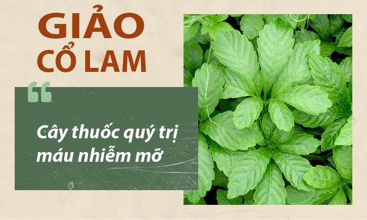 Giảo cổ lam cây thuốc quý chữa bệnh gan nhiễm mỡ