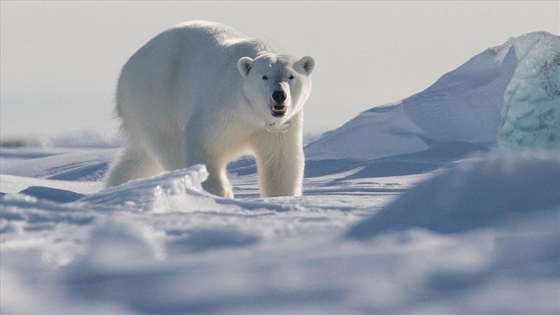 Giới thiệu về gấu trắng Bắc Cực