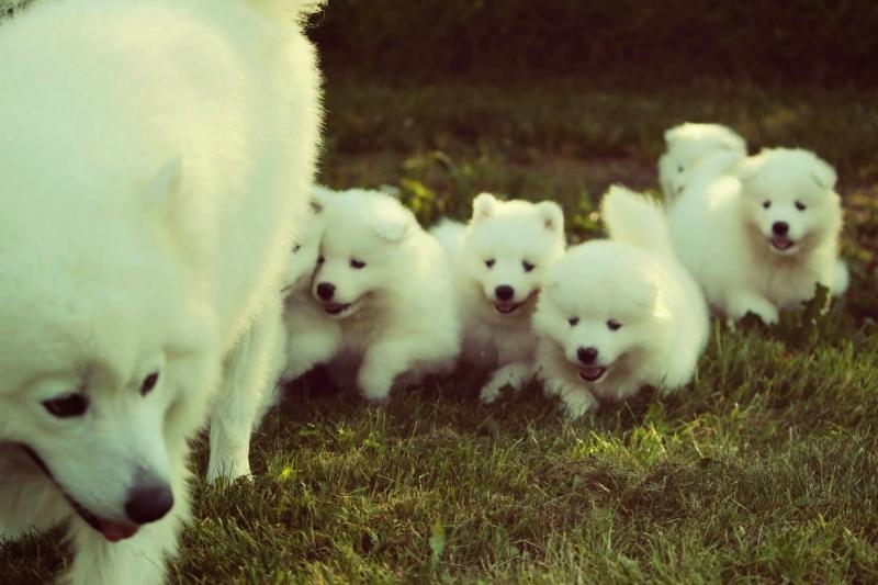 Giống chó Samoyed