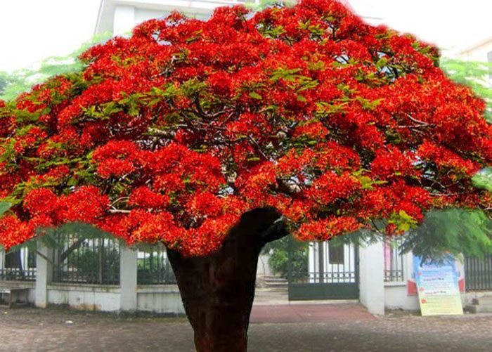 Cây Phượng Vĩ  Đặc điểm cách trồng và ý nghĩa loài cây hoa của mùa hè