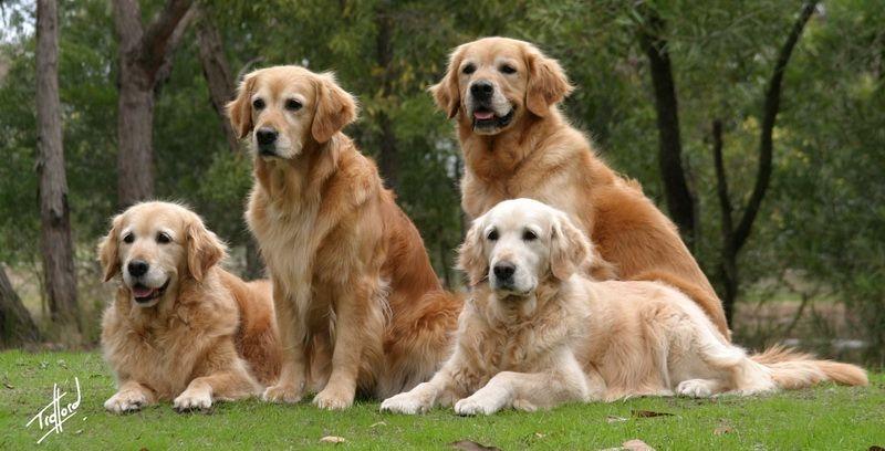 Golden (Golden Retriever) - một trong những loài chó cảnh thông minh nhất thế giới