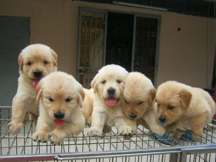 Golden (Golden Retriever) - một trong những loài chó cảnh thông minh nhất thế giới