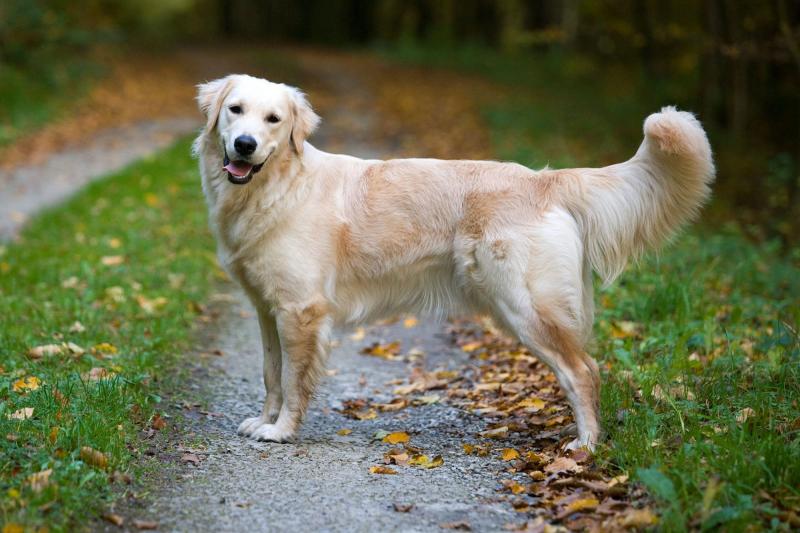 Chó Golden Retriever