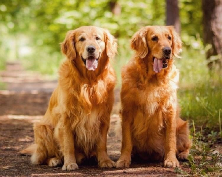 ﻿﻿Golden Retriever là mọt giống chó khỏe mạnh