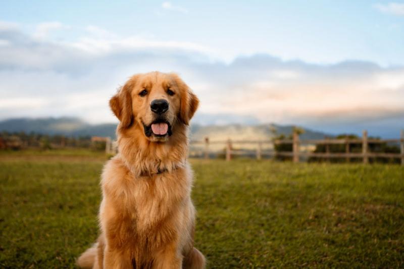 Golden Retriever