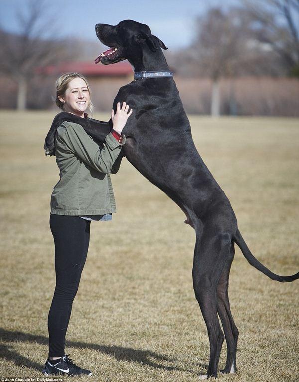 Một chú chó đực Great Dane trưởng thành có chiều cao thấp nhất là 76 cm