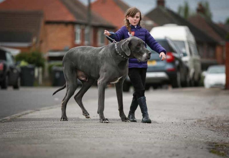 Great Dane là loài chó chiến khổng lồ