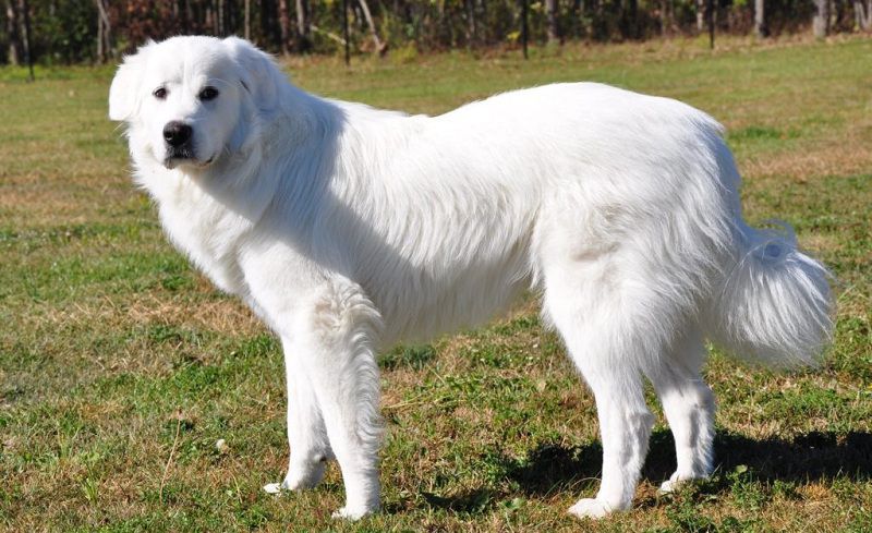 Chó Great Pyrenees