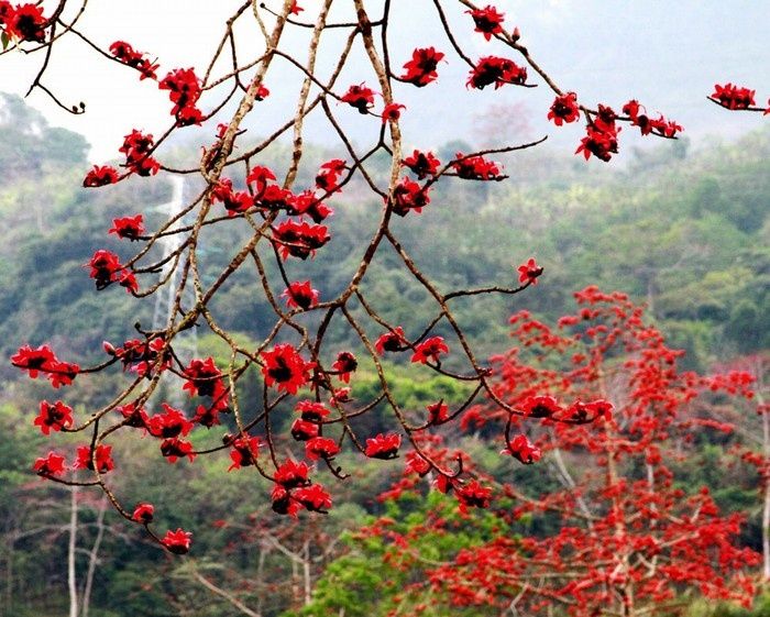 GỬI NHỚ THÁNG BA