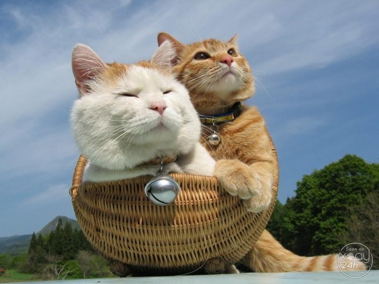 Mèo ngộ nghĩnh: Những chú mèo ngộ nghĩnh sẽ mang đến cho bạn những khoảnh khắc thư giãn và vui vẻ. Hãy cùng truy cập trang web của chúng tôi để thưởng thức những hình ảnh đáng yêu về những chú mèo này.