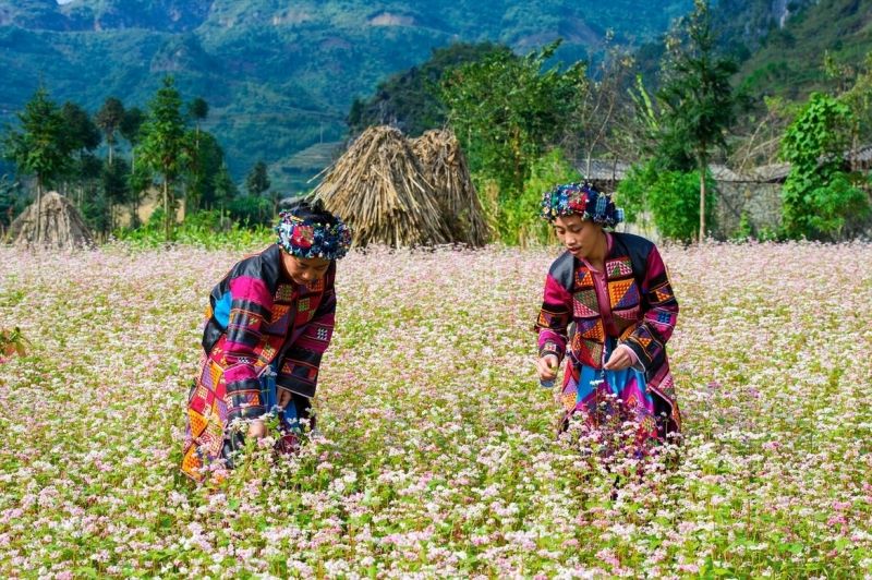 Hà Giang trong lễ hội hoa Tam Giác Mạch