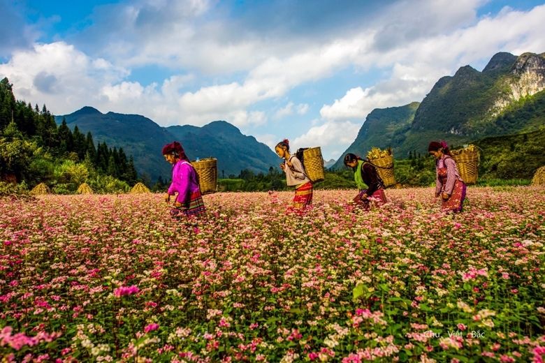 Hà Giang mùa hoa tam giác mạch