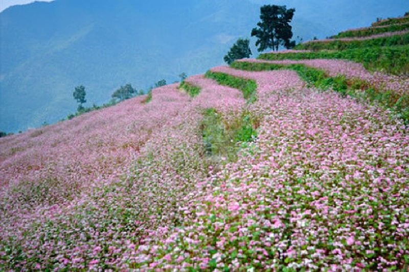 Hoa tam giác mạch ở Hà Giang