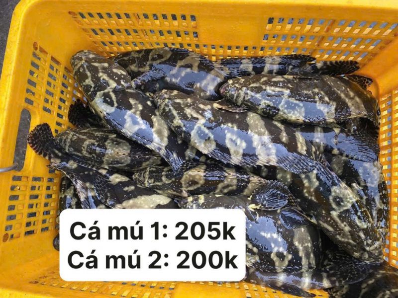 Hải Phú Thịnh - Hải Sản Tươi Sống Cần Thơ