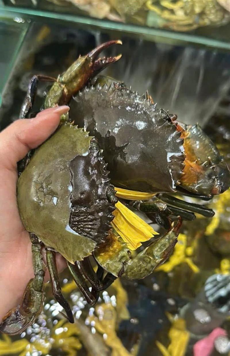 Hải Sản Định Cua