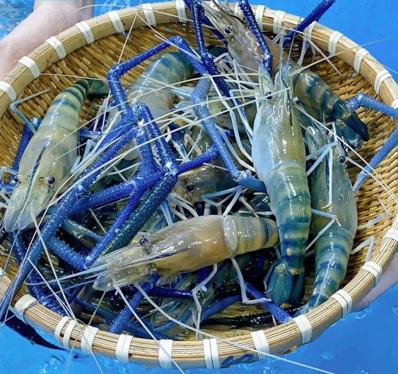 Hải Sản Hoàng Sa