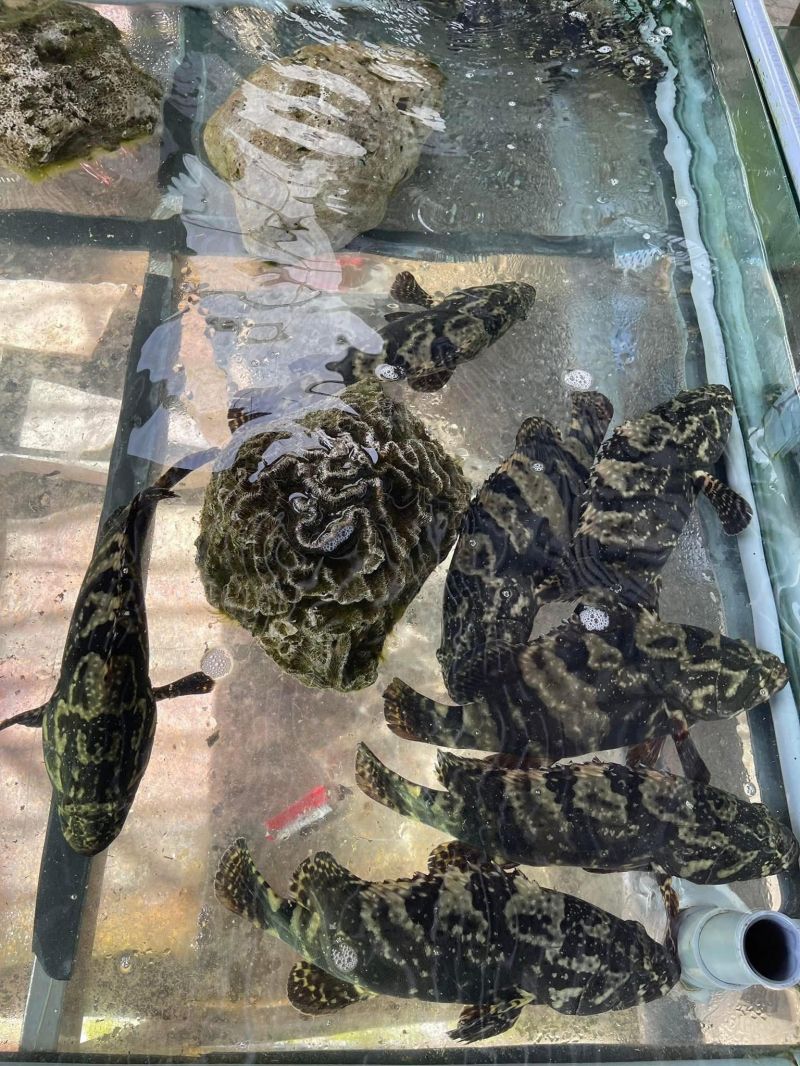 Hải Sản Tươi Sống Giác Viên