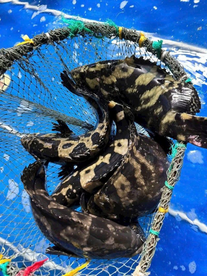 Hải Sản Tươi Sống Thủy Triều