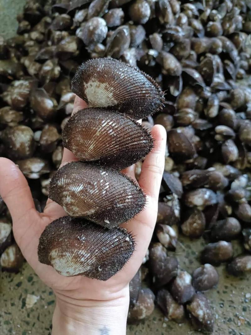 Hải Sản Tươi Sống Thủy Triều