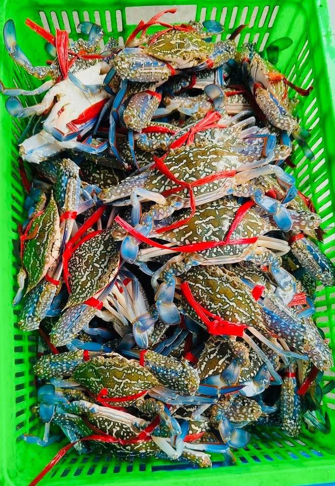 Hải Sản Văn Thìn