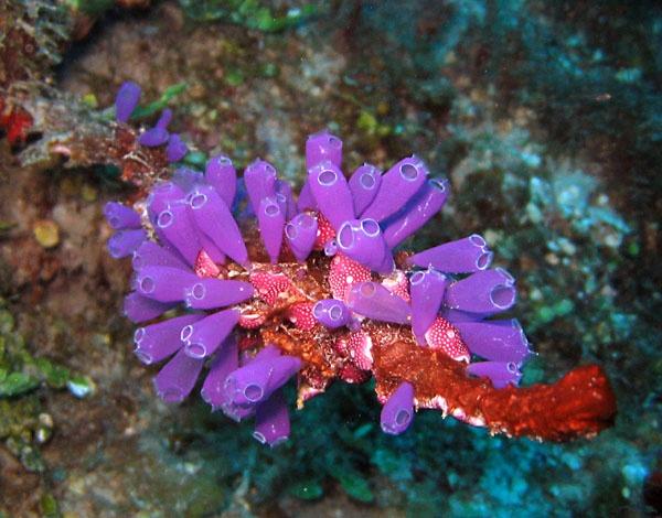 Hải tiêu (sea squirt)