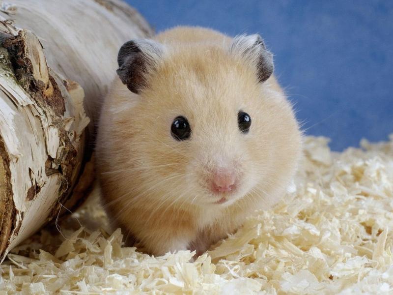 Chuột Hamster