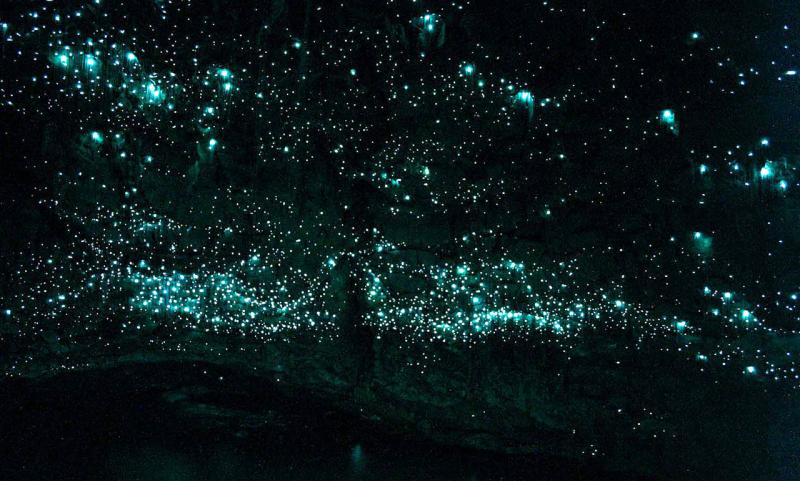 Hang động đom đóm Waitomo Glowworm (New Zealand)