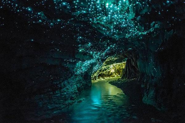 Hang động Waitomo Glowworm