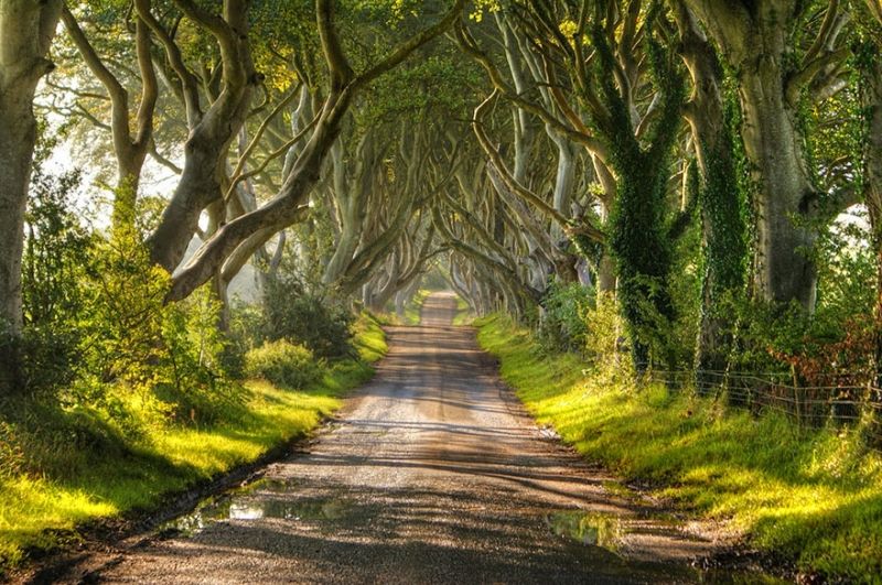 HÀNG RÀO TRUNG CỔ Ở BẮC IRELAND