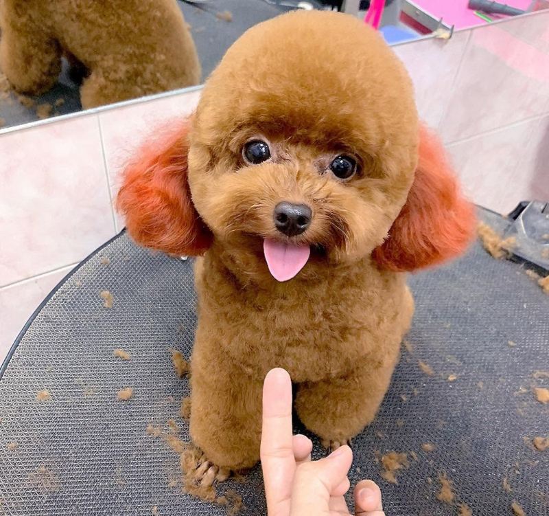 Happy Petshop