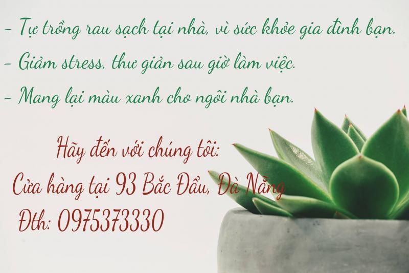 Hạt giống hoa, rau, củ 93 Bắc Đẩu