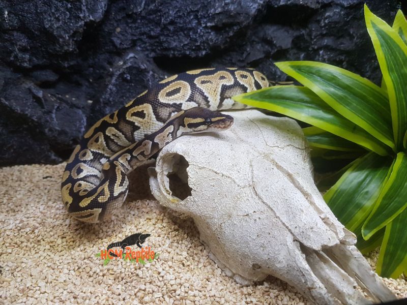 HCM Reptile Shop