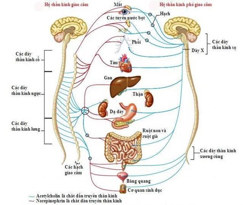 Hệ thần kinh thực vật là gì?