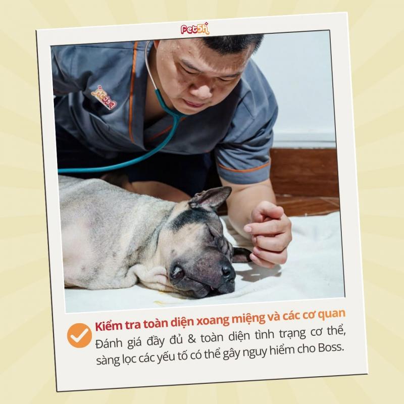 Hệ thống Bệnh viện thú y Pet5H