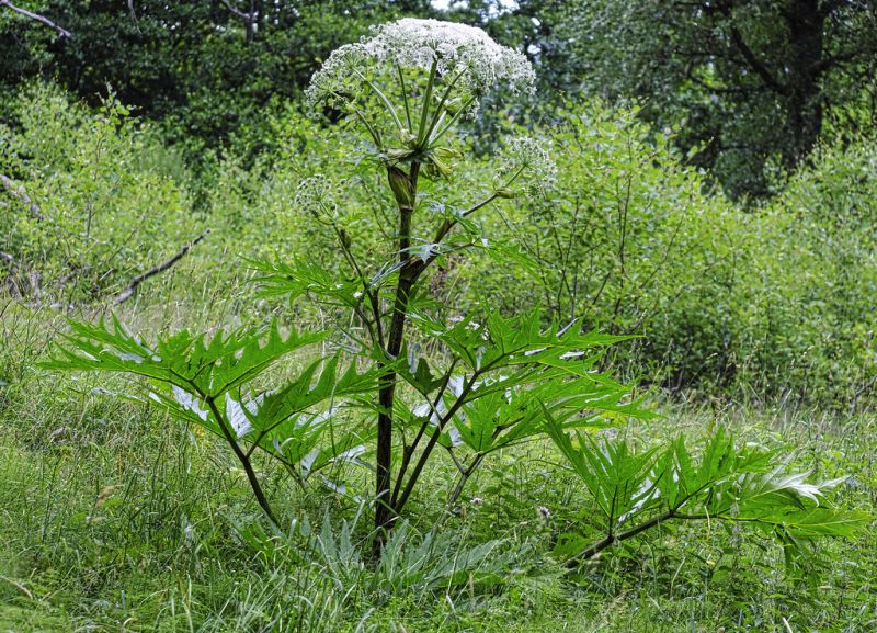 Heracleum mantegazzianum là loài cây có độc tính cao