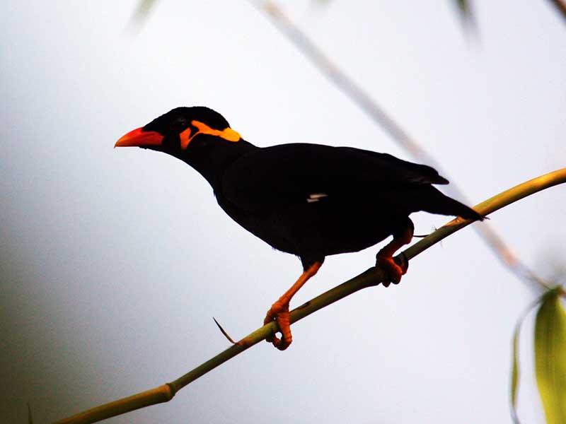 Hill Myna - Chim Yểng