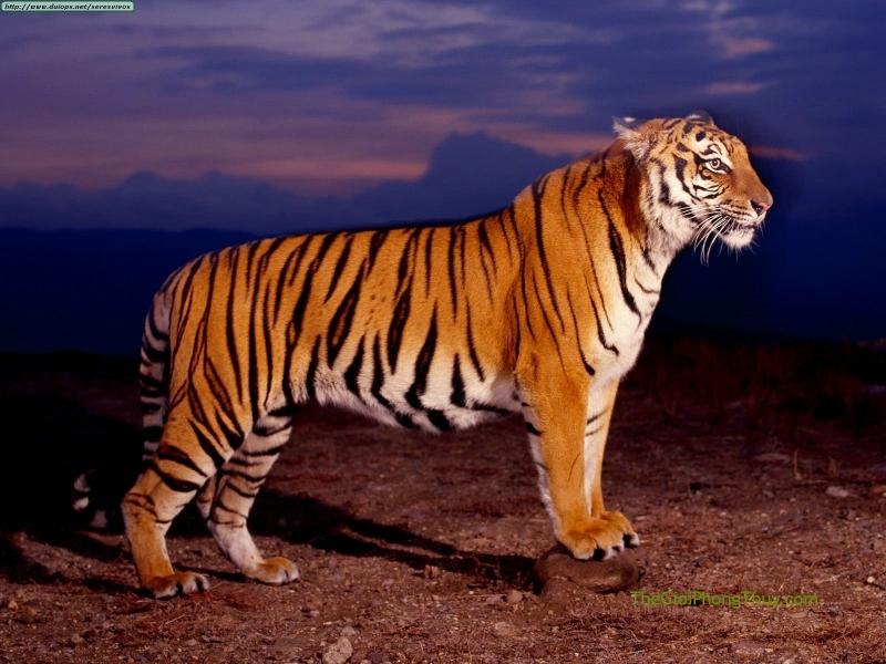 Hổ là loài có kích thước to lớn