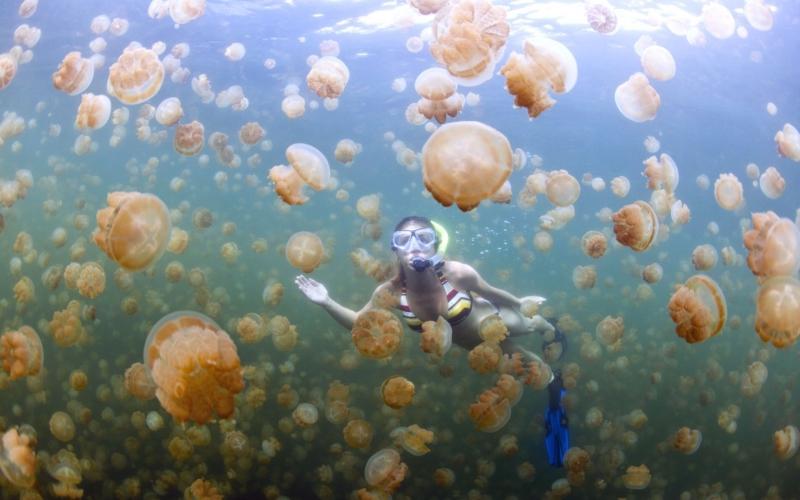 Khách du lịch có thể bơi cùng hàng triệu con sứa trong hồ nước kì lạ này