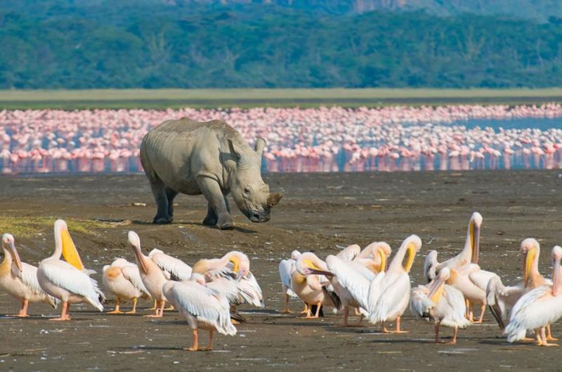 Hồ Nakuru (Kenya)