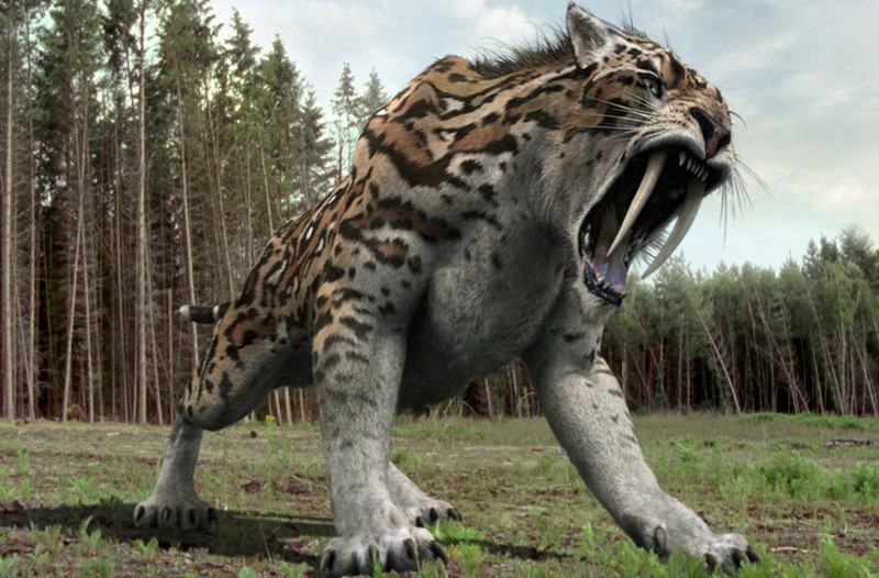 Hổ răng kiếm đã tuyệt chủng 10.000 năm