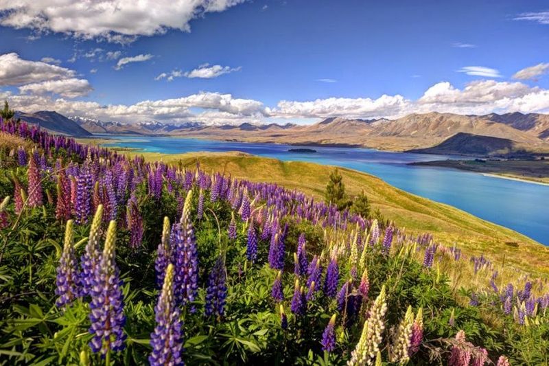 Hồ Tekapo hiện lên như một bức tranh lãng mạn về cảnh thiên nhiên non nước