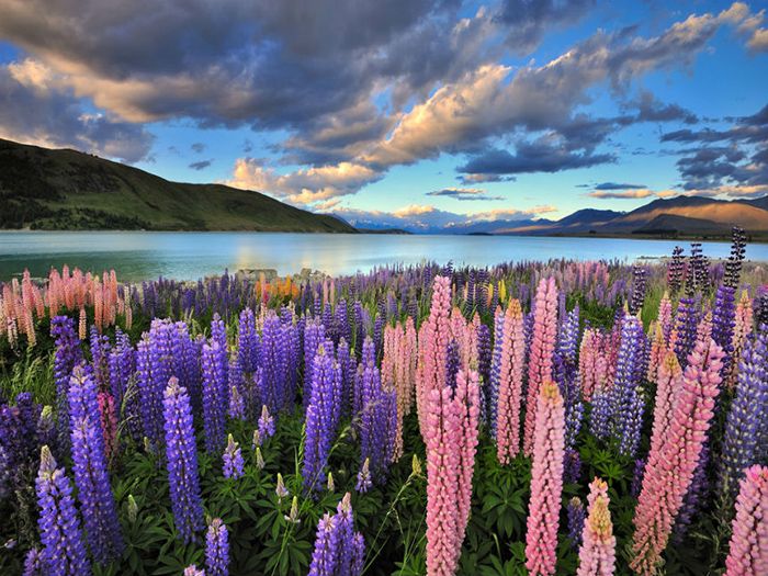 Hồ Tekapo