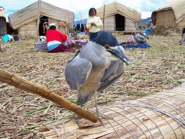 Hồ Titicaca - Peru/ Bolivia