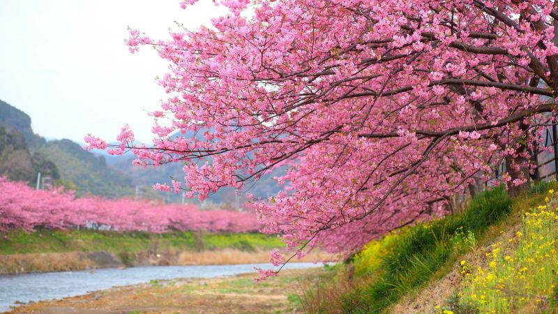 Anh đào mùa xuân tại Nhật Bản