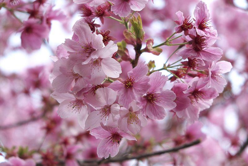 Hoa anh đào - Quốc hoa của Nhật Bản